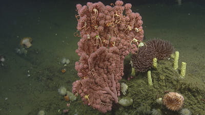 deep sea corals and invertebrates