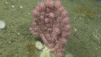 Coral on ocean floor